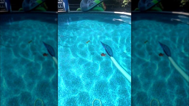 a pool noodle attached to a skimming net in a swimming pool