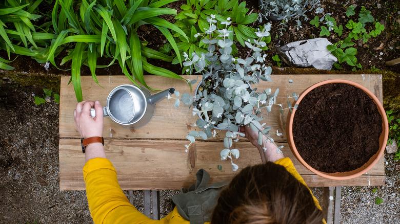 Woman planting a eucalyptus tree in a container