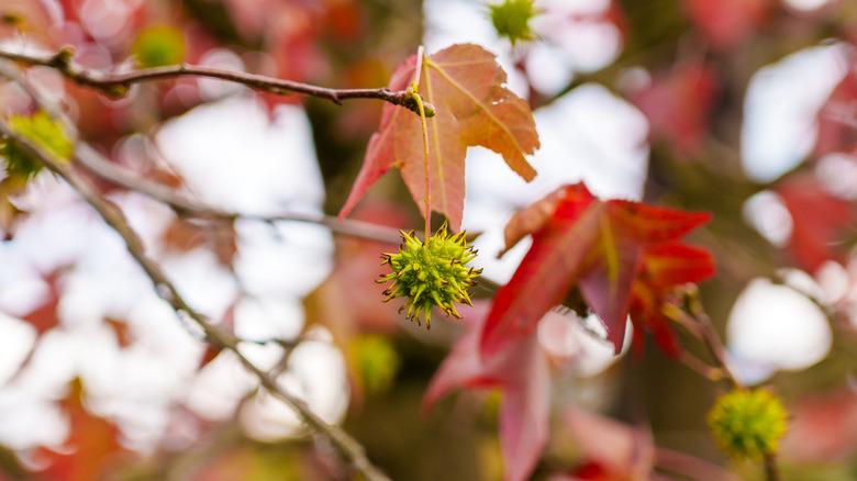 an American sweetgum tree with red leaves