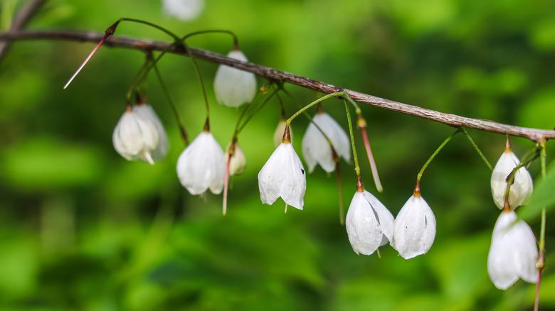 close up of drooping white blooms on Carolina silverbell tree