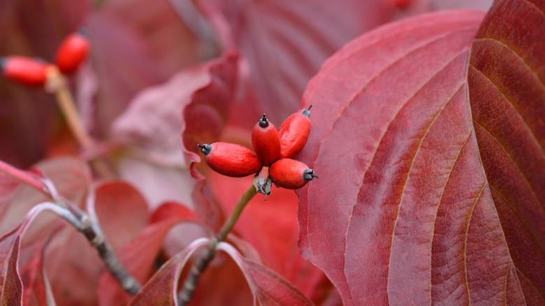 the red berries of a Cherokee princess dogwood