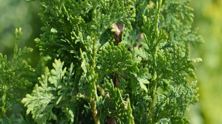close up of Degroot Spire's foliage