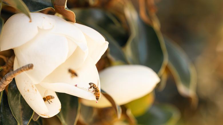 close up of magnolia flower with bees