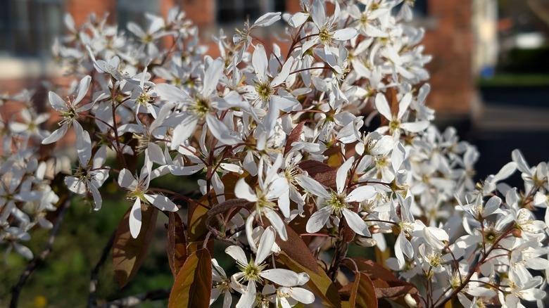 close up of white flowers on a serviceberry tree