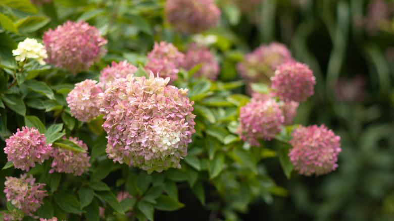 close up of flowers from vanilla strawberry hydrangea