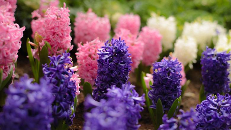Beautiful field of Hyacinthus orientalis in different colors