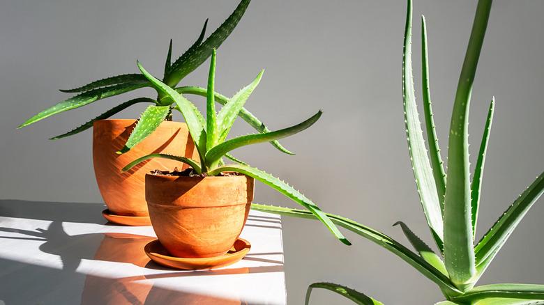 Interior with three Ale Vera plants in pots