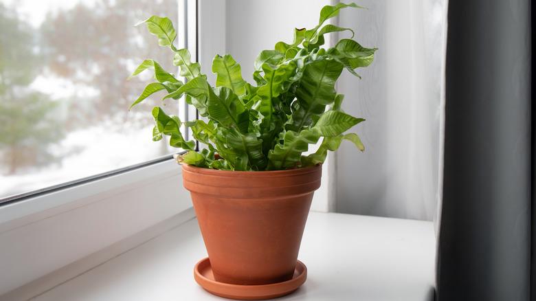 Bird's nest fern on a window sill