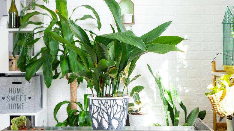 Potted Aspidistra, or cast iron plant