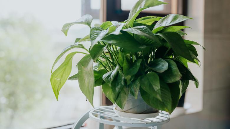 Epipremnum aureum by a window