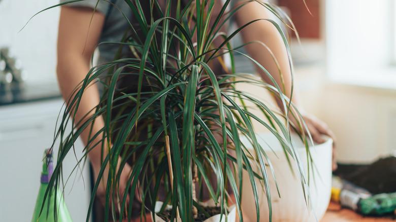 Man in an apron repotting Dracaena