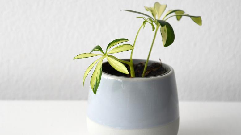 Schefflera arboricola variegata in a blue ceramic pot