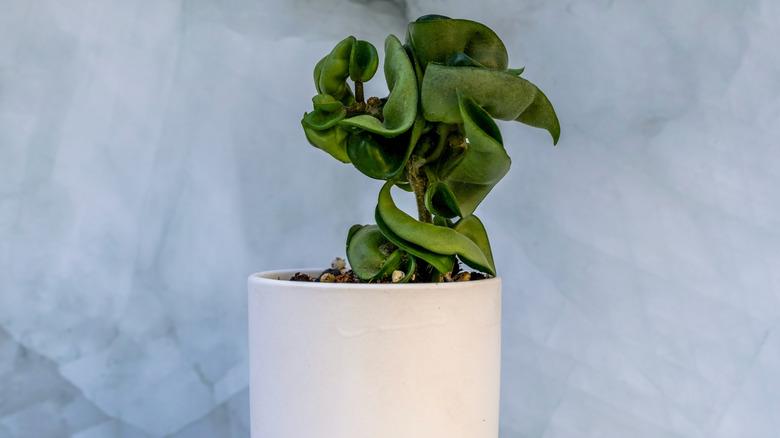 Hoya carnosa compacta in white ceramic pot