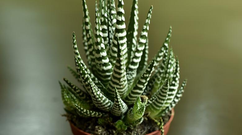 Close-up of Haworthia fasciata