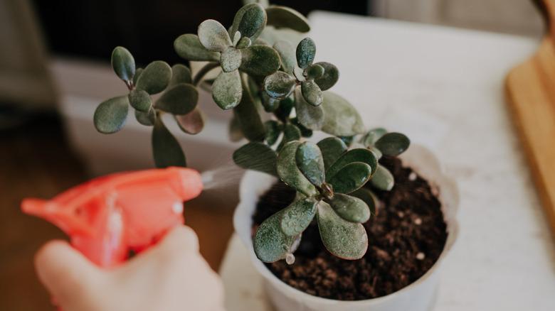 Misting a jade plant with spray bottle