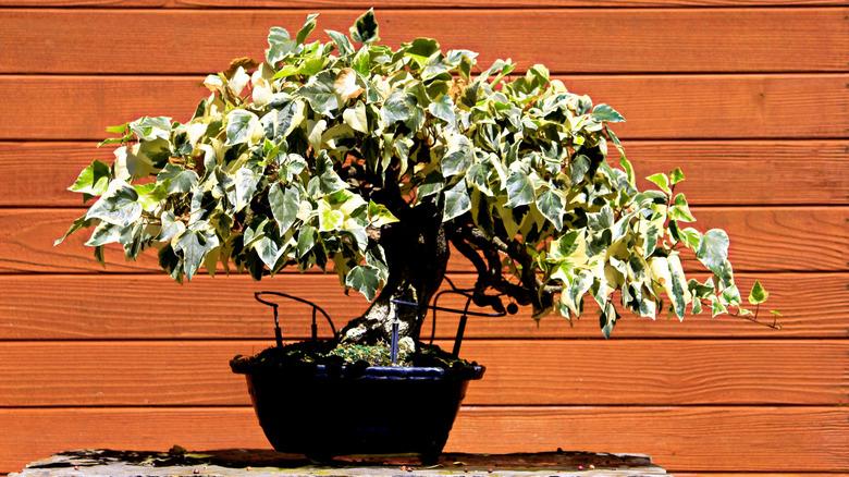 Algerian ivy grown as bonsai