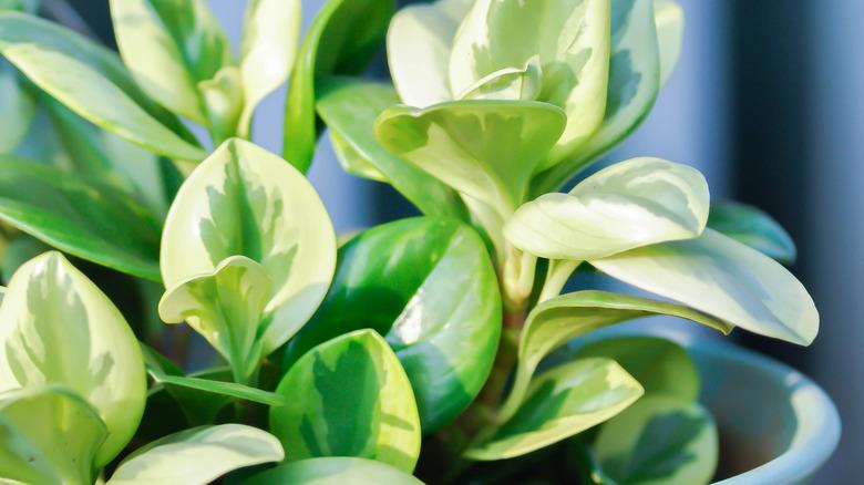 Peperomia obtusifolia grown in a pot