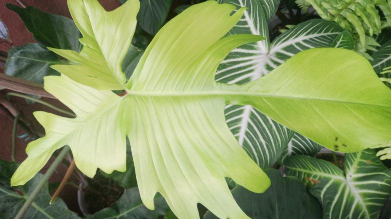 Philodendron Florida Ghost, a cross between Philodendron squamiferum and Philodendron pedatum