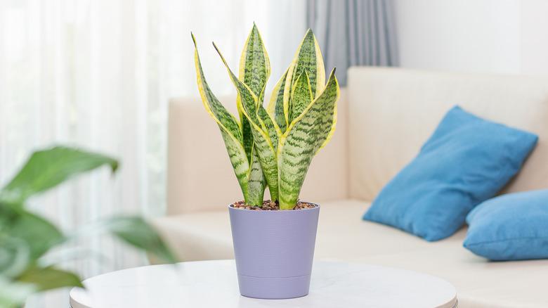 Sansevieria trifasciata in a living room and a self-watering pot