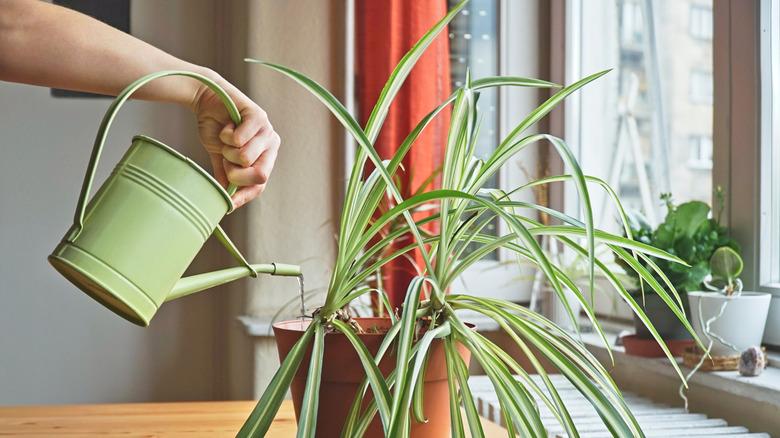 Watering a spider plant by a window