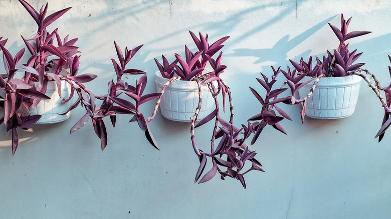 Tradescantia pallida in wall-mounted pots