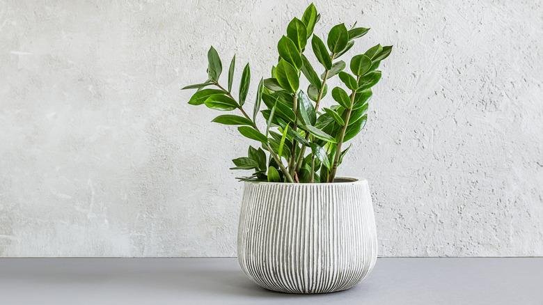 Potted Zamioculcas zamiifolia in a white pot against a white brick wall