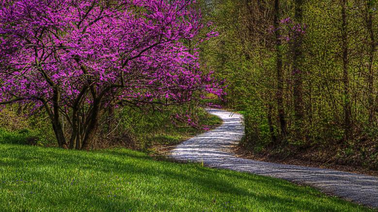 A blooming redbud by a road in Missouri