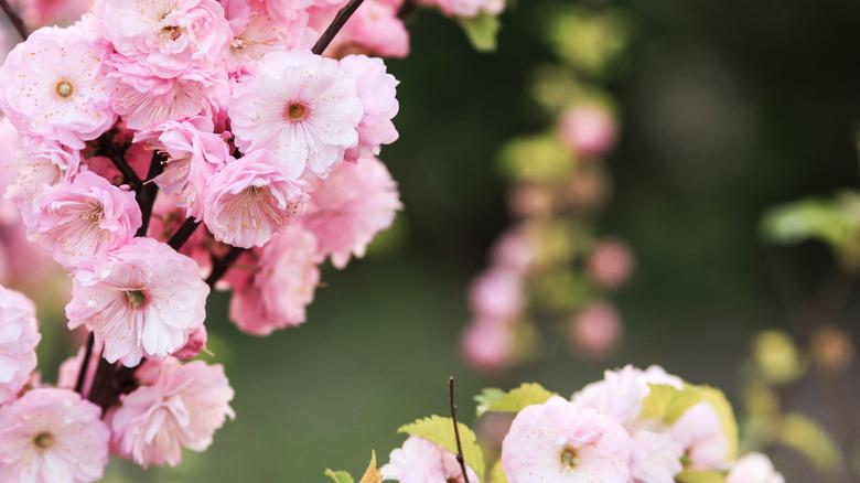 Pink double blossoms of Prunus triloba