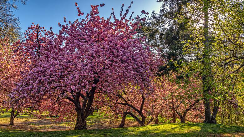 One tree in a small grove of kwanzan cherries