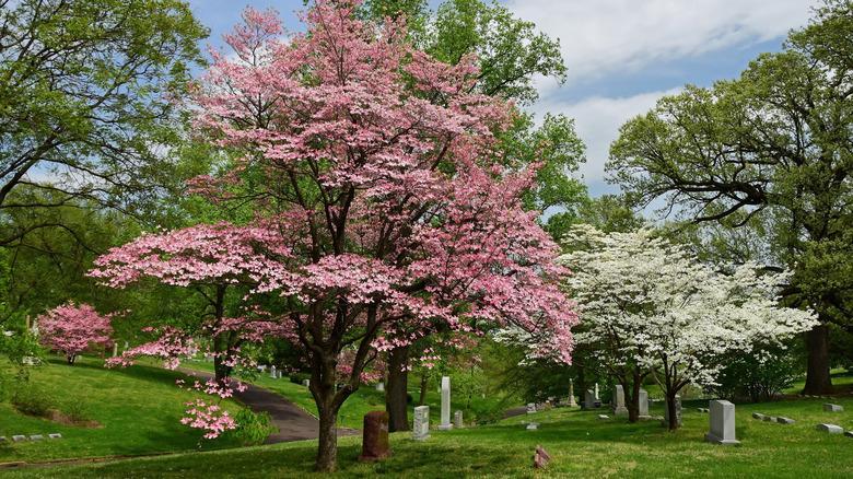 Pink dogwood in full sun