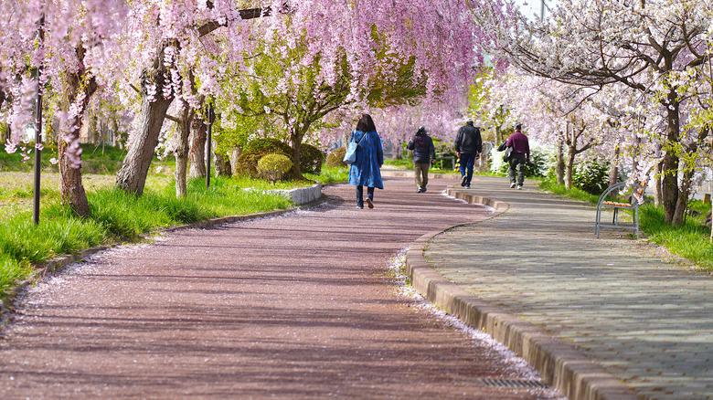 Weeping higan cherry along walkway in Japan