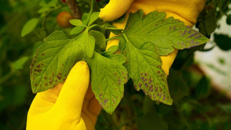 Person examining spotted tomato plant leaves