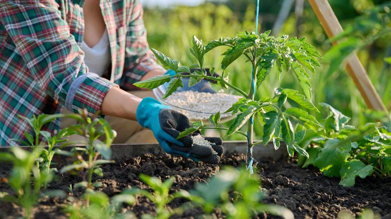 Person adding fertilizer to tomato plants