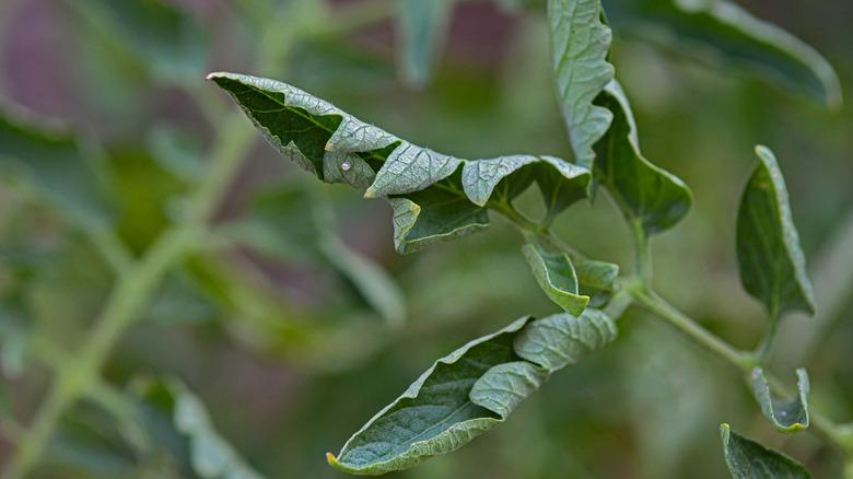 Curled tomato plant leaves