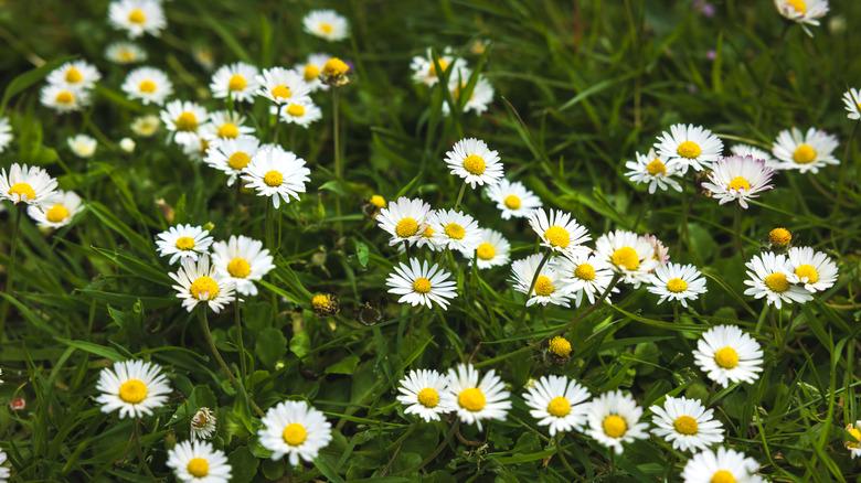 chamomile growing in a field of green grass