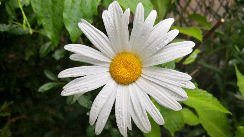 dalmatian chrysanthemum with dew drops