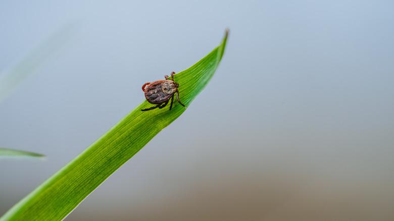tick crawling on a leaf