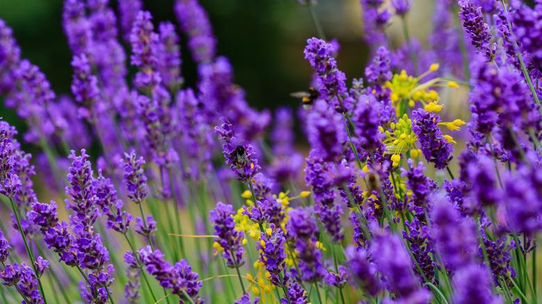a cluster of vivid purple lavender