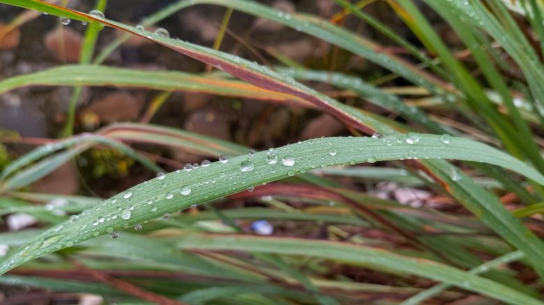 red and green lemongrass leaves with dew drops
