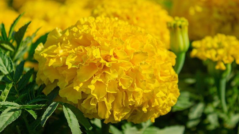 close up of yellow marigolds