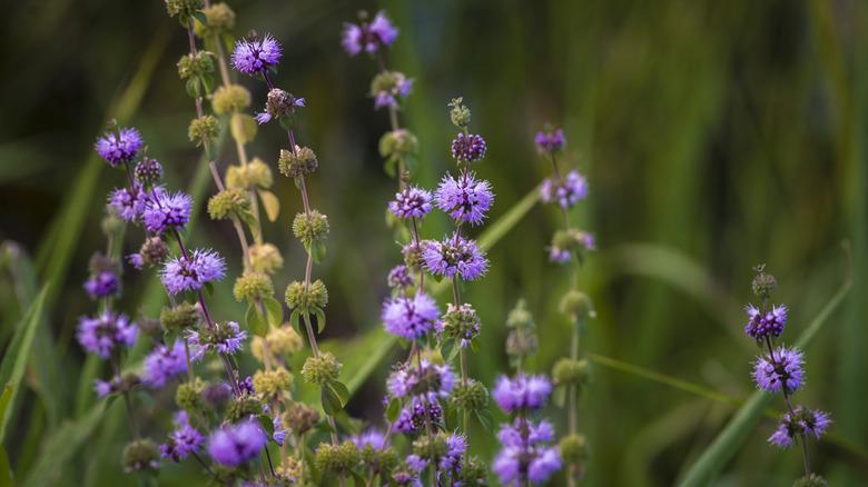 blooming wild pennyroyals