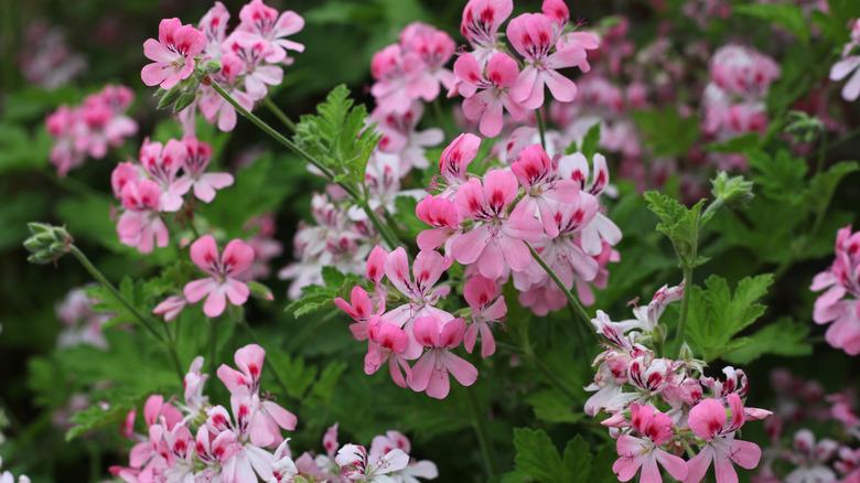 collection of blooming rose geraniums with pink hued flowers