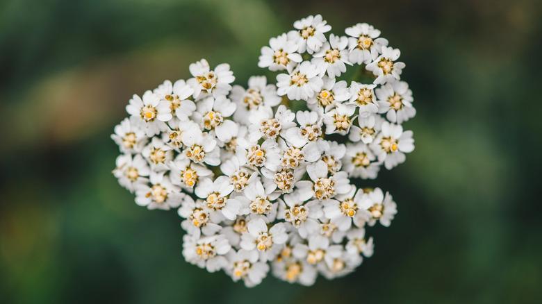 Close up of cluster of white and yellow yarrow blooms