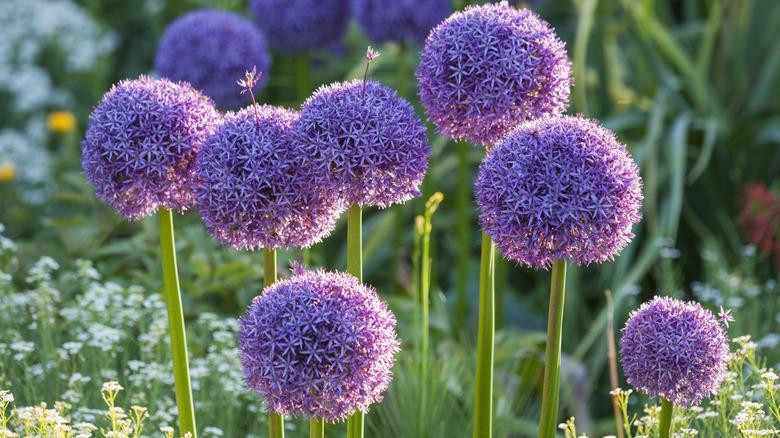 Purple allium flowers stand tall over wildflowers in a garden.