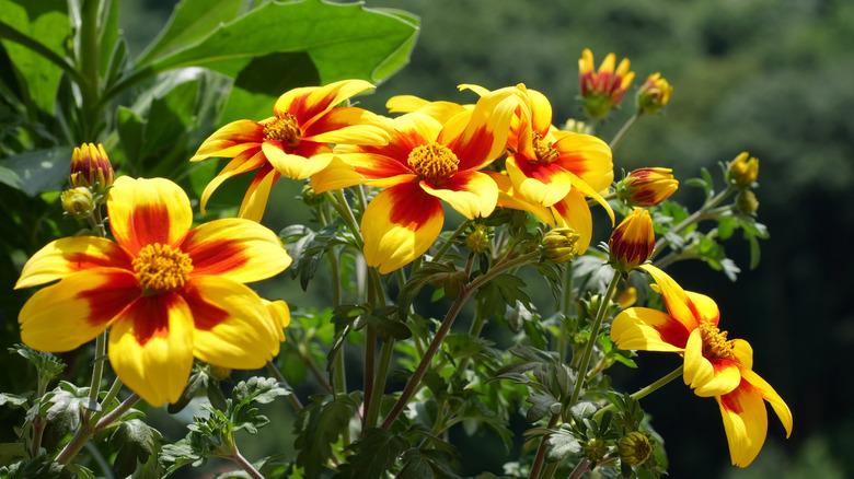 Close up of Appache Beggarticks or Bidens blooms. Theya re bright yellow with red markings on the petals.