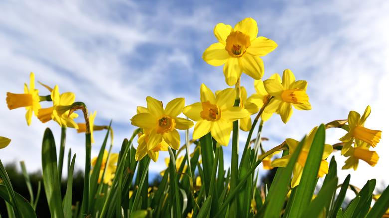 Tall yellow daffodils grow in a field.