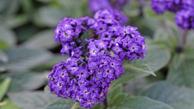 A close-up of a head of violet star-shaped heliotrope blooms.