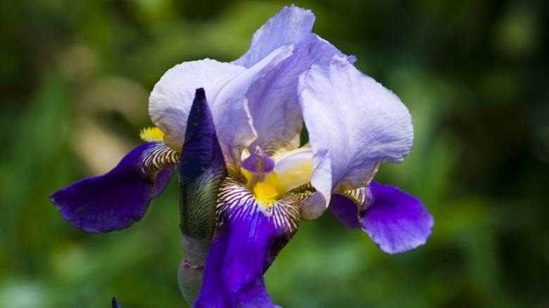Close up of a single Iris bloom in shades of light purple, dark purple, and yellow.