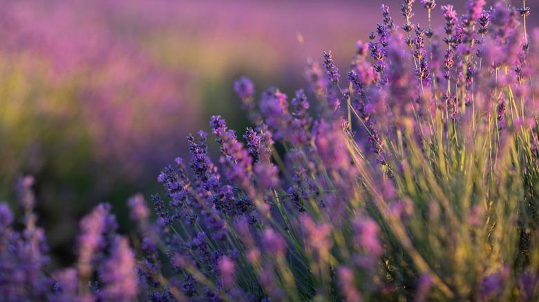 Blooming lavender in a field.