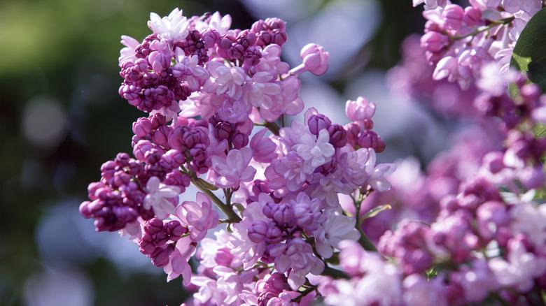 A large head of light purple lilac blooms.
